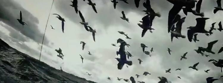 The Birds in Leviathan