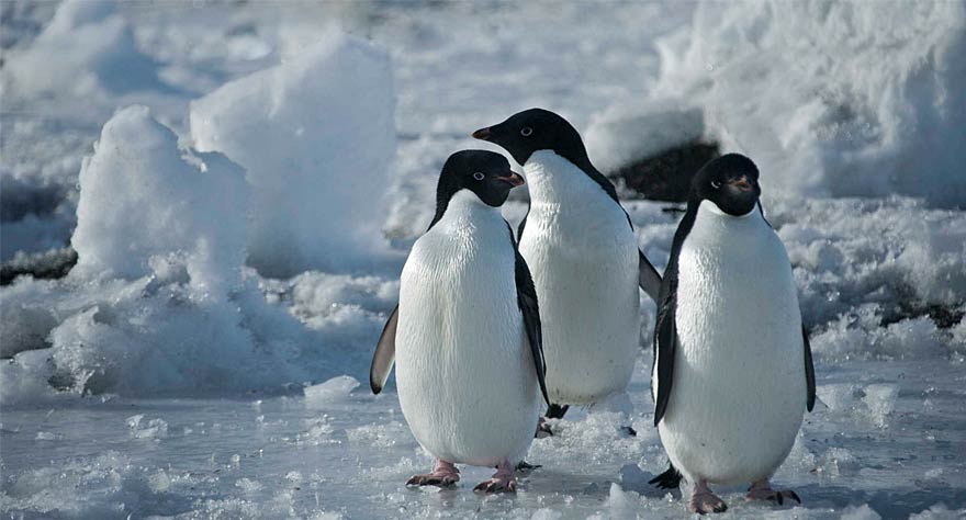 Antarctica: A Year On Ice